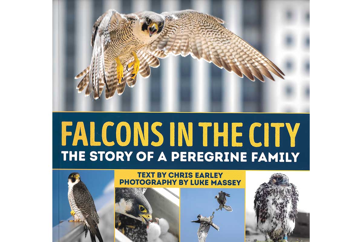 Book-review_Falcons-in-the-City_1200x800