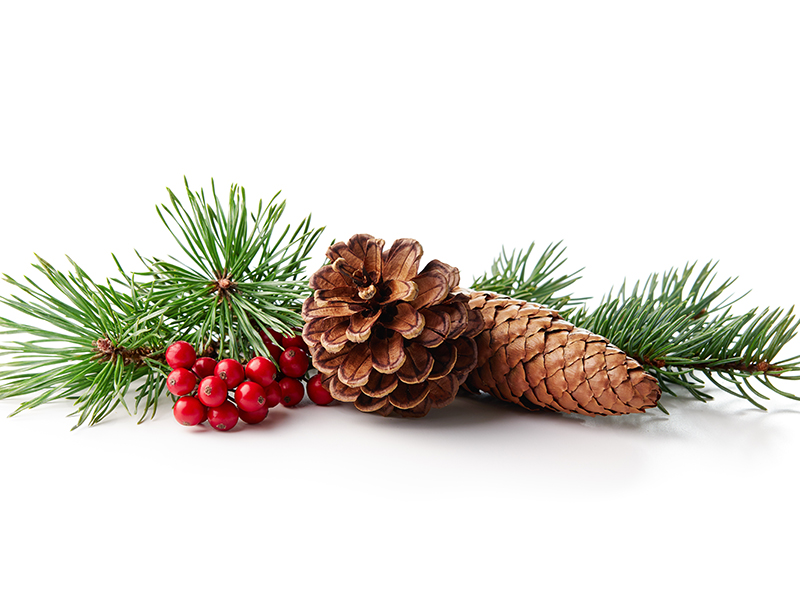 Christmas decoration of holly berry and pine cone on white background.
