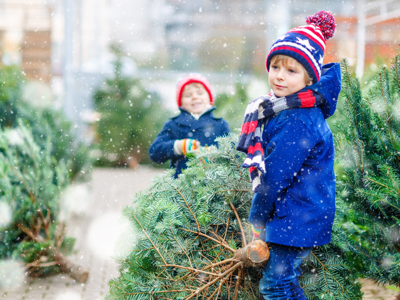 The Christmas tree industry in Nova Scotia is fully sustainable, with workers planting three new trees for every one cut. Photo: Bigstock/romrodinka